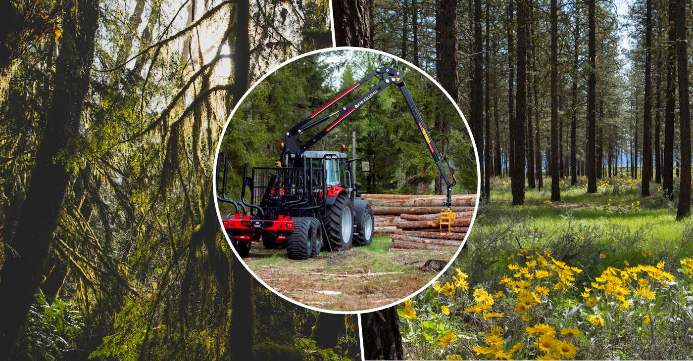 The importance of logging forests – no overgrowth & to make money
